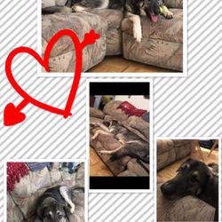 Providence Animal Shelter - Providence Animal Control KILLED for SUSPECTED wolf DNA. Ignored proof of DNA & lied about it. SHAME ON PAC!!