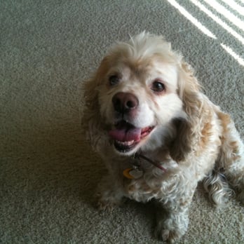 Pet Sitting To the MAX - Bella - Dog Walkers Near Me - Mountain View, California