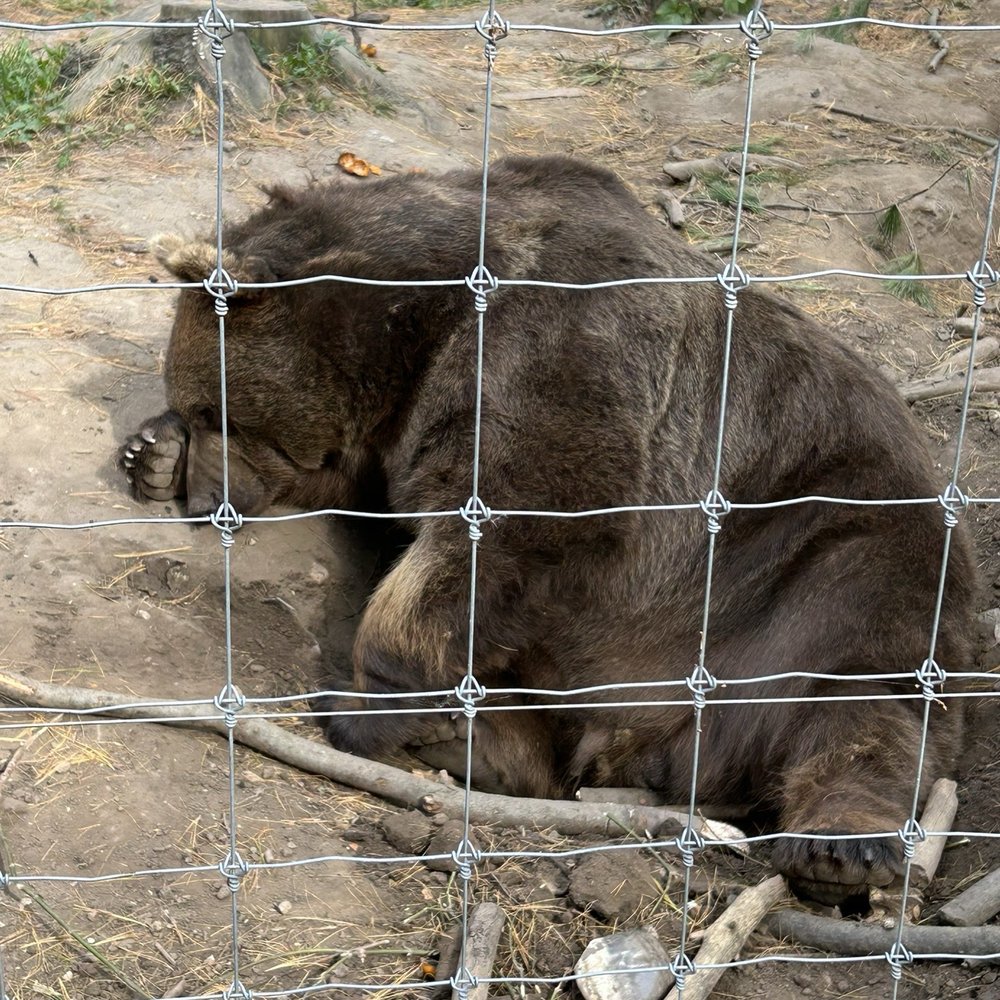 Shalom Wildlife Sanctuary - Bears - Parks Near Me - West Bend, Wisconsin