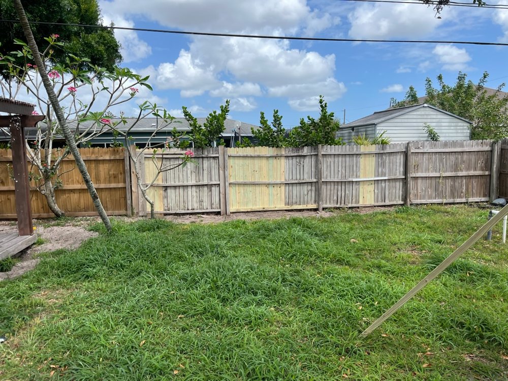 Slide of House Finch