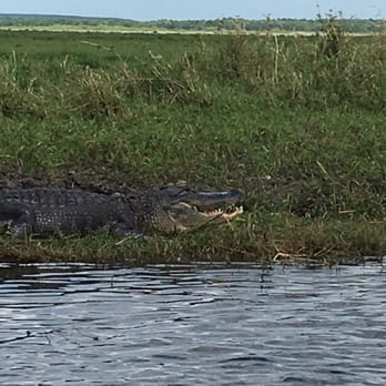 Twister Airboat Rides - Gator smiling for the camera. :-) - Seafood Near Me - Cocoa, Florida Twister Airboat Rides - Gator smiling for the camera. :-) - Seafood Near Me - Cocoa, Florida