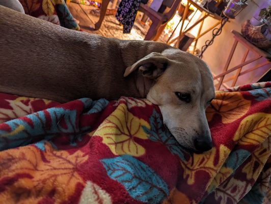 Lifeline Puppy Rescue by null