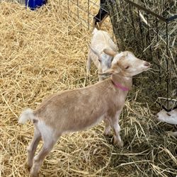 Washington County Fair