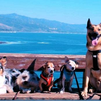 RexiTron - The hiking puppy pack - Dog Walkers Near Me RexiTron - The hiking puppy pack - Dog Walkers Near Me