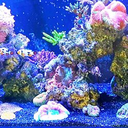 Cinco Ranch Aquariums