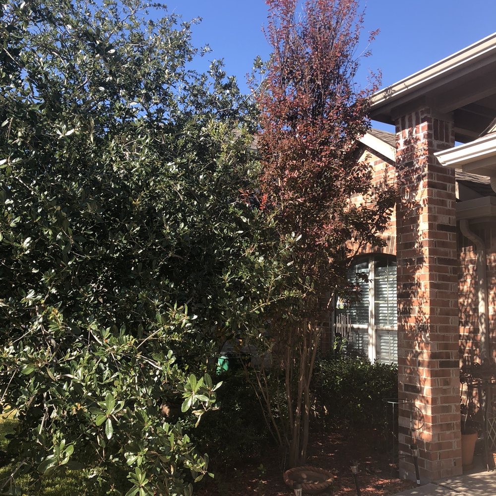 Arborwise Tree Care - Live oak and crepe myrtles beginning to encroach on the house before. - Tree Services Near Me