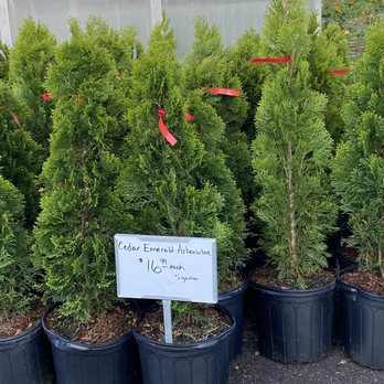 Block's Stand & Greenhouse - Emerald Arborvitae - Farmers Market Near Me - Romulus, Michigan