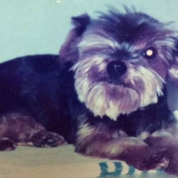 Animal Medical - Veterinarians Near Me - Vancouver, Washington Animal Medical - Veterinarians Near Me - Vancouver, Washington