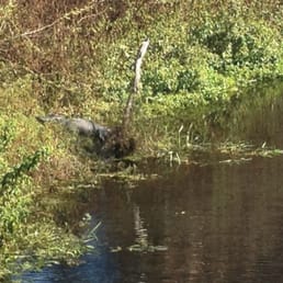 Gator sunning off UTBT