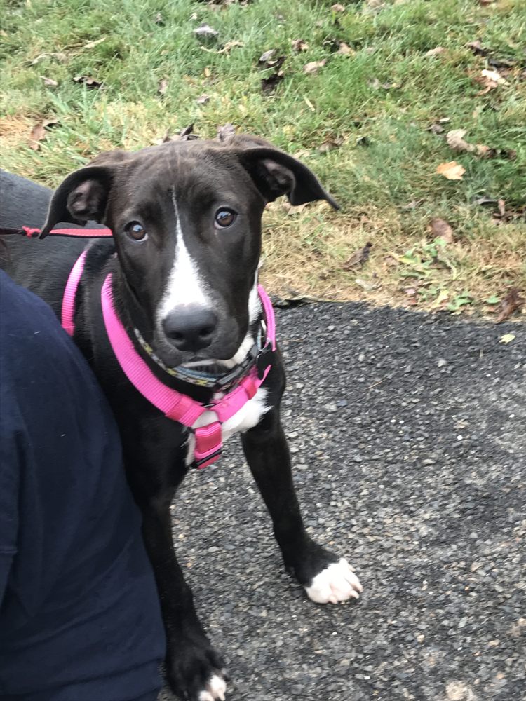 PET SITTING BY LIZ Updated September 2024 11 Photos Naples, Florida Pet Sitting Phone