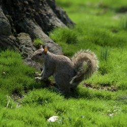 Haverford College Arboretum