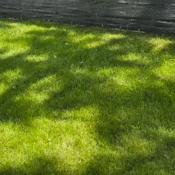 TruGreen Lawn Care - From persistent weeds to thinning grass, explore TruGreen's lawn treatment in Cedar Falls, IA, and nearby Waterloo.