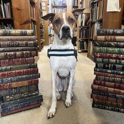 Pages Past-Used & Rare Books - Pages Past ~ What to read next!?