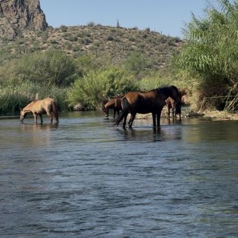 Saguaro Lake Guest Ranch - Resorts Near Me - Mesa, Arizona Saguaro Lake Guest Ranch - Resorts Near Me - Mesa, Arizona