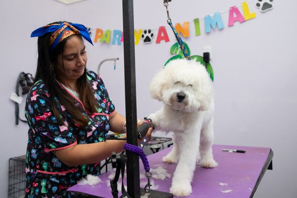 Noni's Pet Boutique & Grooming by null