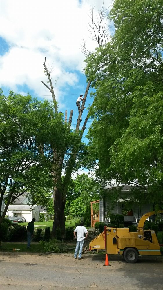 Mike's Tree Service - tree service in Cleves, OH