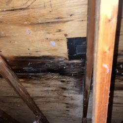 Regis Electric - Rotten wood from solar system
