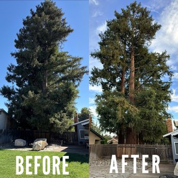 All Terrain Tree Service - Before and after. (The naked spot in the middle is from branches downed in a storm, not because of the trimming). - Tree Services Near Me - Sacramento, California All Terrain Tree Service - Before and after. (The naked spot in the middle is from branches downed in a storm, not because of the trimming). - Tree Services Near Me - Sacramento, California