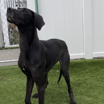 Jacksonville Pawville - One of the update pictures they sent with no tail wrap. - Pet Sitting Near Me - Jacksonville, North Carolina Jacksonville Pawville - One of the update pictures they sent with no tail wrap. - Pet Sitting Near Me - Jacksonville, North Carolina