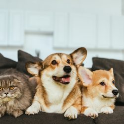 Heritage Park Senior Apartments - Pet Friendly Community
