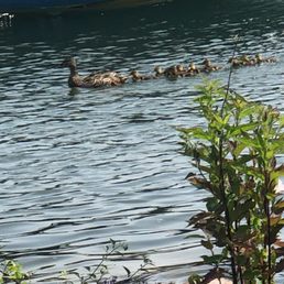 Ducks in a row at Lake St. Clair Metropark Ducks in a row at Lake St. Clair Metropark