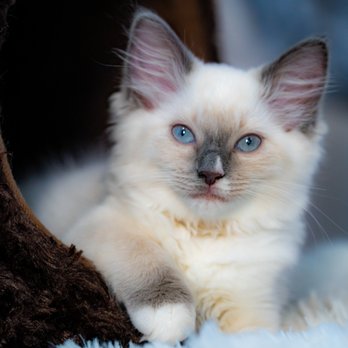 SD Ragdolls - Zuzu !! - Pet Breeders Near Me - Beverly Hills, California SD Ragdolls - Zuzu !! - Pet Breeders Near Me - Beverly Hills, California