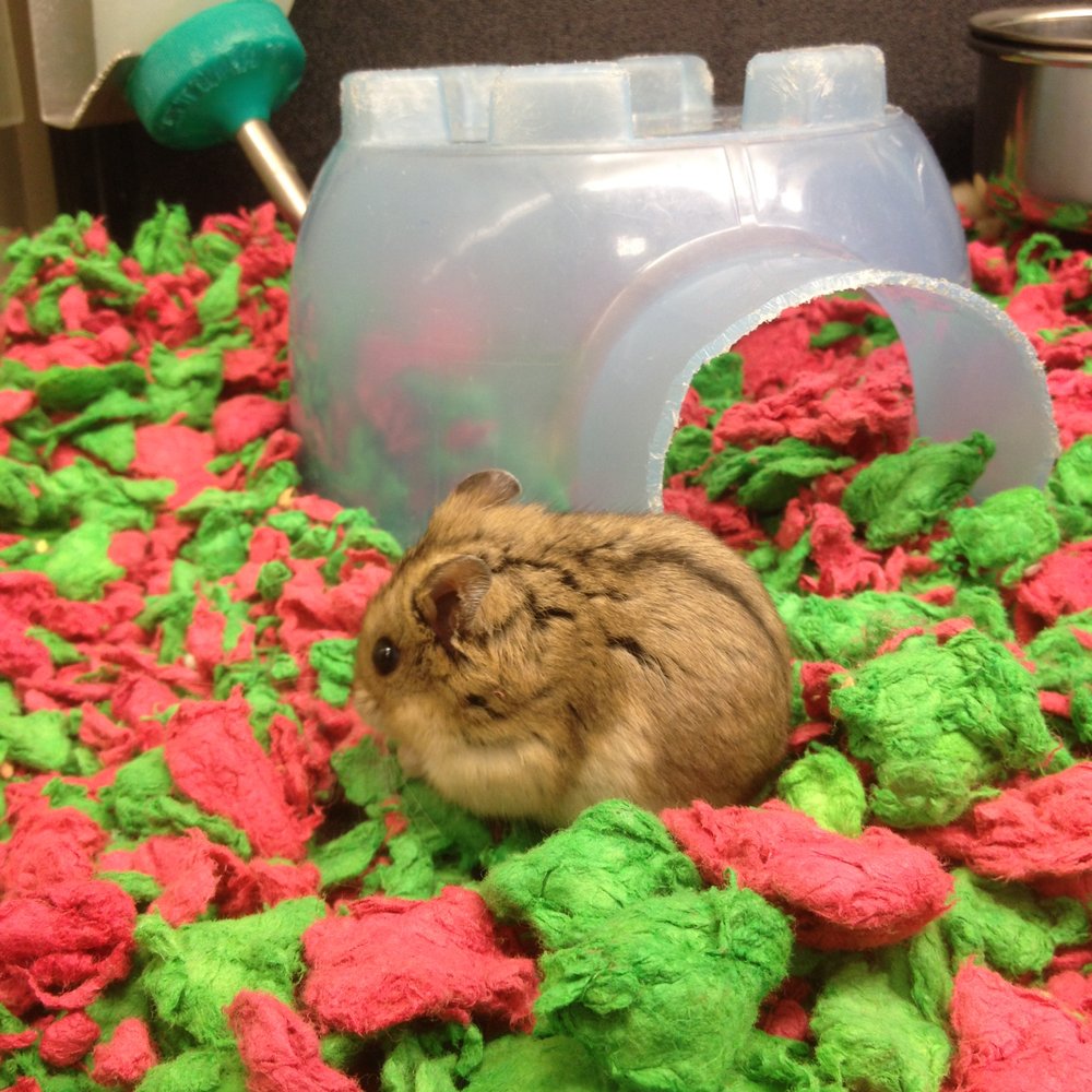 PetSmart - Hampsters - Pet Stores Near Me - Simi Valley, California PetSmart - Hampsters - Pet Stores Near Me - Simi Valley, California
