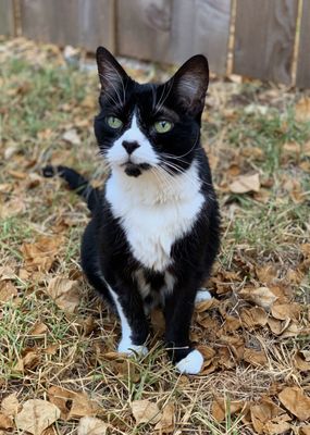 COMPASSIONATE PET VET - Updated June 2024 - 55 Photos & 226 Reviews