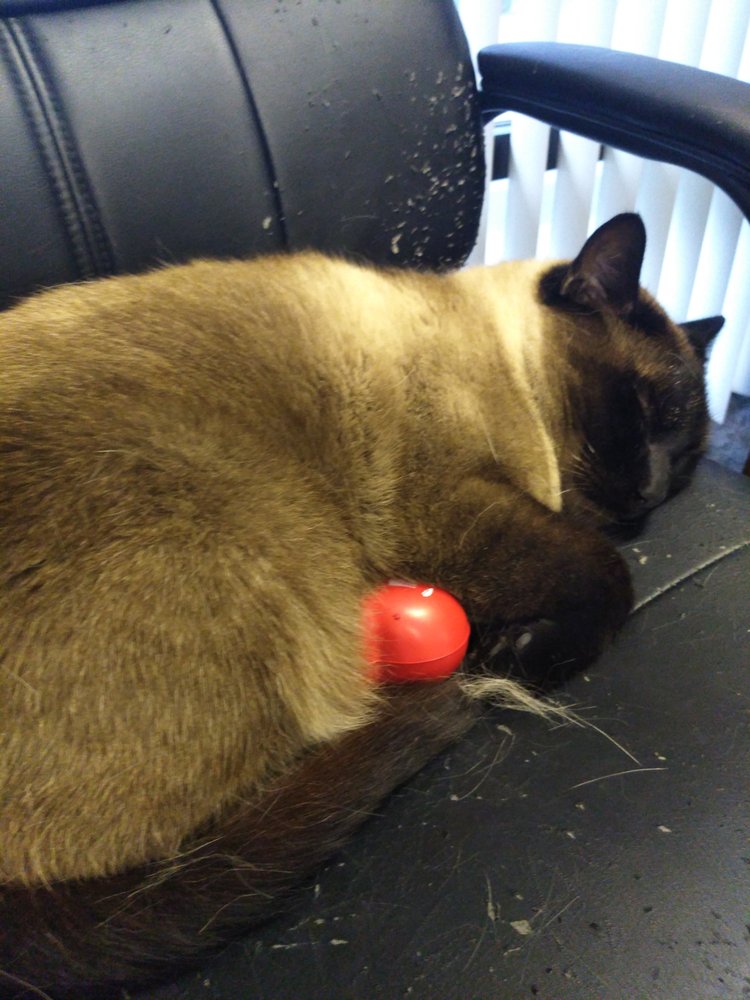 vca animal hospital federal way