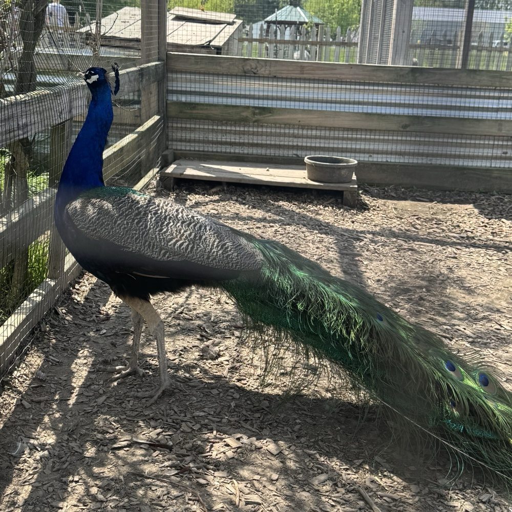 Oinking Acres Farm - Peacock (one of 4) Males - Attraction Farms Near Me - Brownsburg, Indiana Oinking Acres Farm - Peacock (one of 4) Males - Attraction Farms Near Me - Brownsburg, Indiana