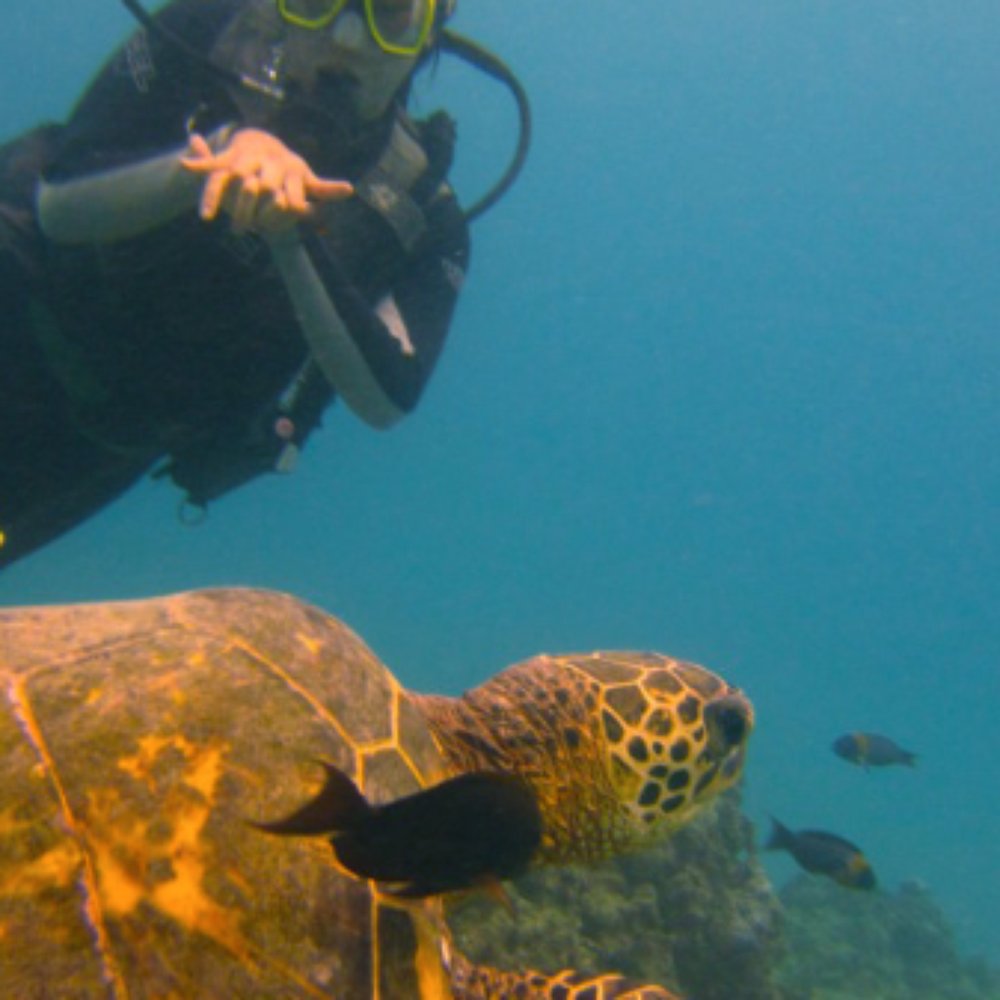Oahu Diving - Scuba Diving Near Me - Honolulu, Hawaii