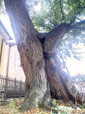 Collegiata dei Santi Pietro e Orso by null