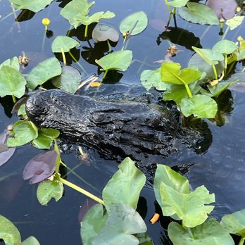 Everglades Airboat Expeditions - Boat Tours Near Me Everglades Airboat Expeditions - Boat Tours Near Me