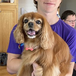 my dog cooper(cavalier). alyssa was awesome! will be requesting her in the future! my dog cooper(cavalier). alyssa was awesome! will be requesting her in the future!