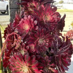 Shuna’s Succulent House - Fabulous spring color!