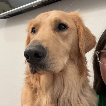 McKinney Emergency Veterinary Clinic - My pet - Veterinarians Near Me - McKinney, Texas