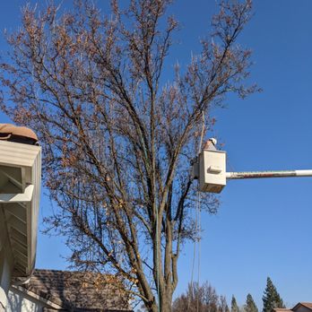 The Urban Arborist - Tree Services Near Me - Lincoln, California The Urban Arborist - Tree Services Near Me - Lincoln, California