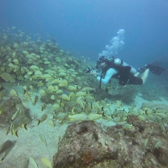 Sail Fish Scuba - Swimming with fish - Scuba Diving Near Me - Key Largo, Florida