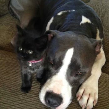 Tyson Animal Hospital - Veterinarians Near Me - Durham, North Carolina Tyson Animal Hospital - Veterinarians Near Me - Durham, North Carolina