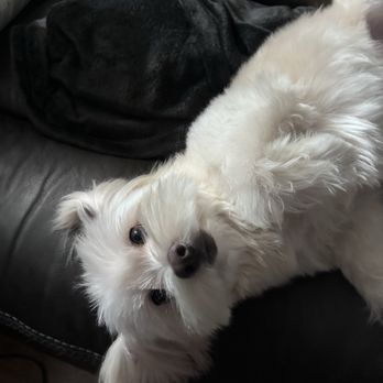 88 Pet Spa - White, fluffy dog after grooming - Pet Groomers Near Me - Reseda , California