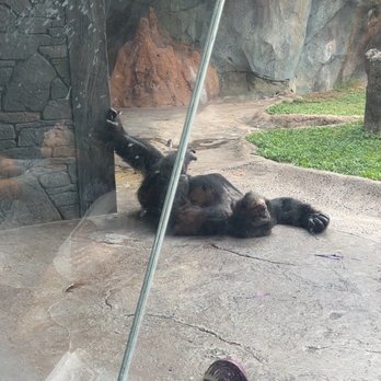 Houston Zoo - Zoos Near Me - Houston, Texas Houston Zoo - Zoos Near Me - Houston, Texas
