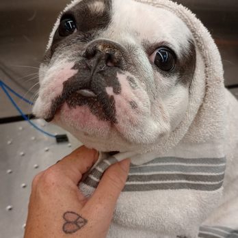Happy Spa Dogs - Dolly - Pet Groomers Near Me - Vista, California Happy Spa Dogs - Dolly - Pet Groomers Near Me - Vista, California