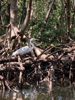 Happy Paddler Kayak Tours & Rentals - Lido Key Ted Sperling Park by null
