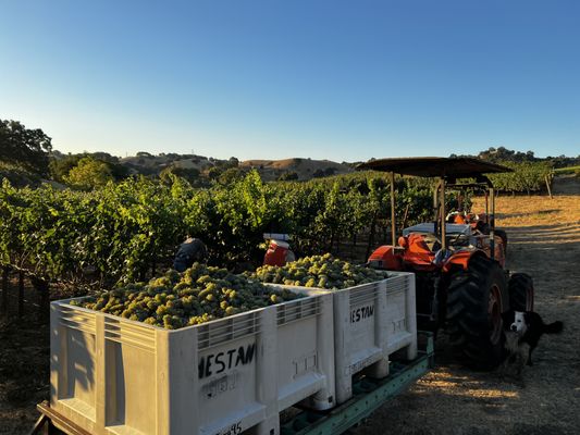 Hestan Vineyards by null