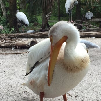 Flamingo Gardens - Botanical Gardens Near Me - Davie, Florida