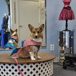 My Boutique Alterations - My puppy having her first dress fitting at My Boutique!