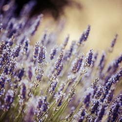 Shannon Hallberg, LMT - Aromatherapy Treatments