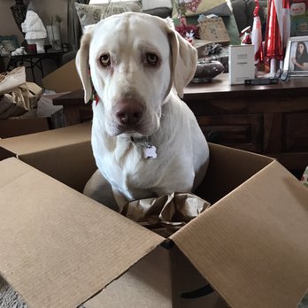 Stofer's Labs - Pet Training Near Me - Prunedale, California