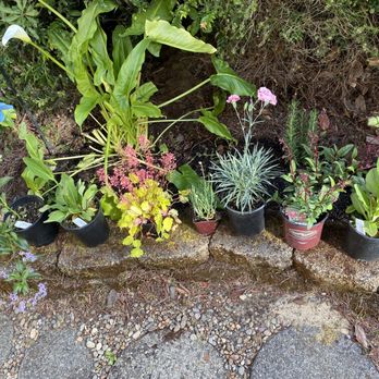 Thompsons' Nursery - My happy little haul at home. Can't wait to plant them! - Nurseries & Gardening Near Me - Waldport, Oregon Thompsons' Nursery - My happy little haul at home. Can't wait to plant them! - Nurseries & Gardening Near Me - Waldport, Oregon