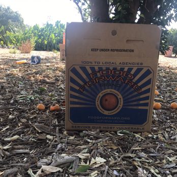 Food Forward - Summer harvest at the CSUN garden in Northridge, CA - Community Service/Non-Profit Near Me - Los Angeles, California Food Forward - Summer harvest at the CSUN garden in Northridge, CA - Community Service/Non-Profit Near Me - Los Angeles, California